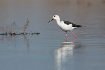 Faune des marais<br>NIKON D3200, 700 mm, 400 ISO,  1/1600 sec,  f : 8 